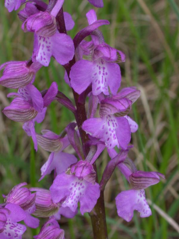 Orchidee del Chianti - Flora toscana